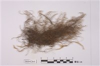 藏品(剪葉蘚屬)的圖片